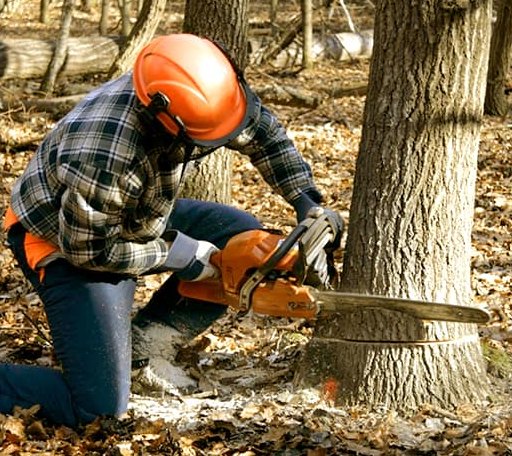 Tree Removal in Driftwood, TX